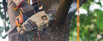 How Our Tree Care Process Works  in Kersey, CO