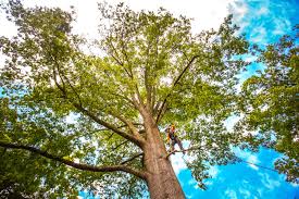 Best Tree Maintenance Programs  in Kersey, CO