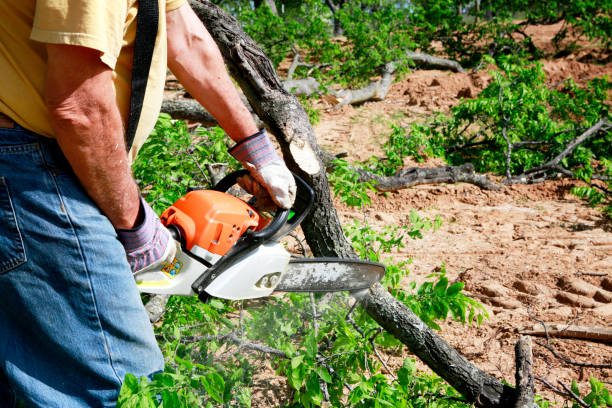 Best Root Management and Removal  in Kersey, CO